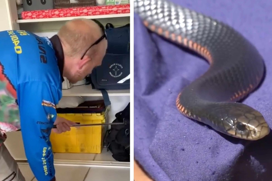 Australian family finds a horrifying venomous surprise in their closet
