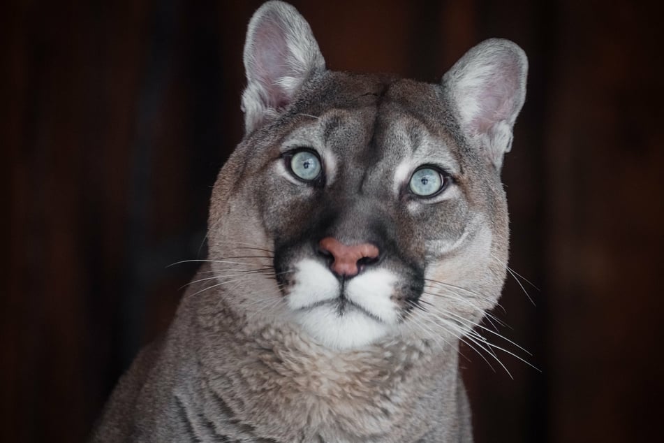 The young mountain lion is underweight and between four and six months old.