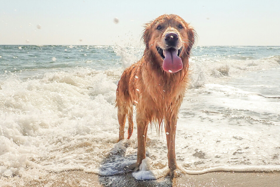 There is no dog breed better for a young family than the endlessly happy golden retriever.