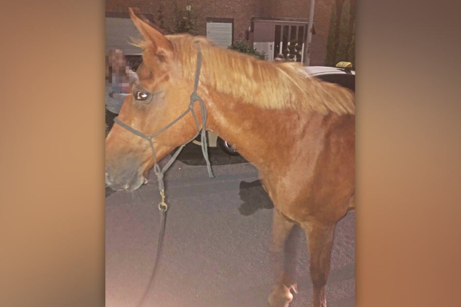 Pferd "Buffy" war aus einem Hof zwischen Langenfeld-Wiescheid und Solingen-Ohligs entkommen.