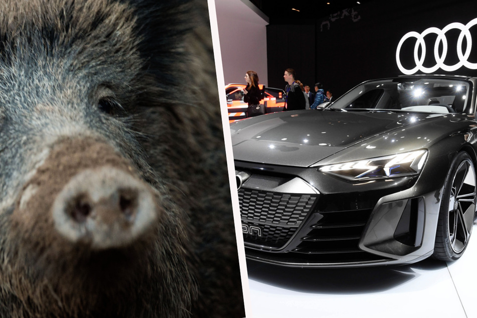 Die beiden Wildschweine, in die der Audi e-tron GT gekracht war, starben. Am über 100.000 Euro teuren Luxuswagen entstand Totalschaden.