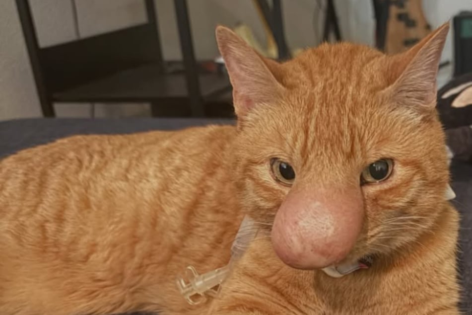 Katze sorgt mit Riesen-Nase für Aufsehen: Wie ist denn das passiert?