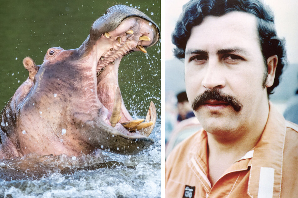 Nilpferde mit ausgeprägtem Fortpflanzungstrieb: Pablo Escobars Hippos werden zum Problem!