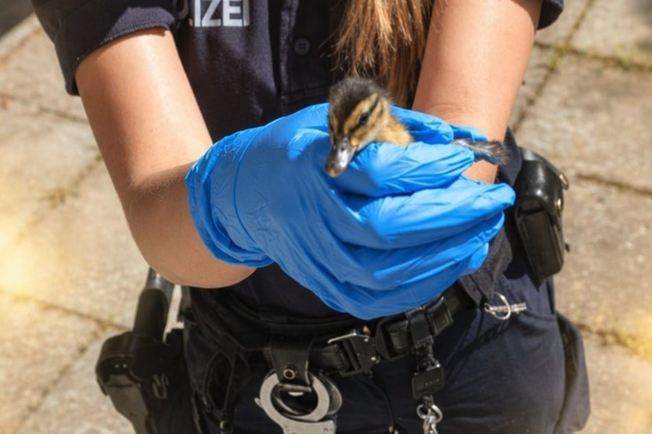 Die Berliner Polizei kam den kleinen Küken zu Hilfe.