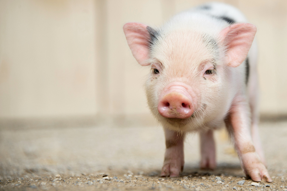 Ein Schweinchen namens "Bruce": Kurioser Mietstreit landet vor Gericht