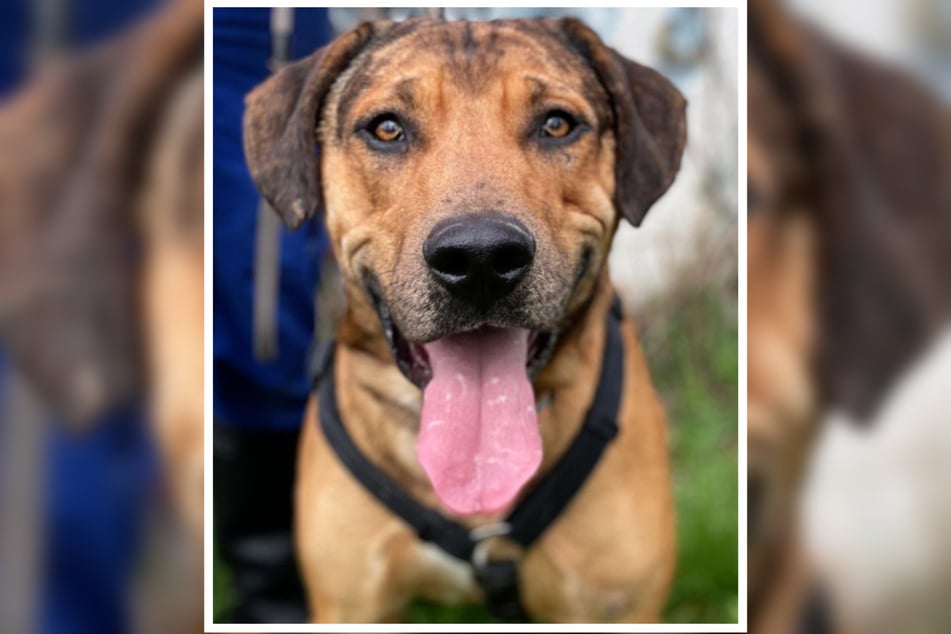 Der Rüde möchte noch viel lernen. Am besten wäre es, mit ihm eine Hundeschule zu besuchen.