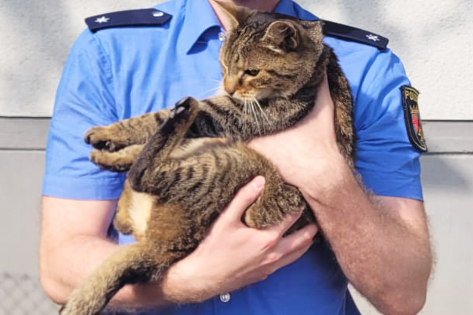 Der Kater genießt bei den Polizisten laut einem Sprecher "eine konsequente 24/7-Betreuung im Drei-Schichtsystem".