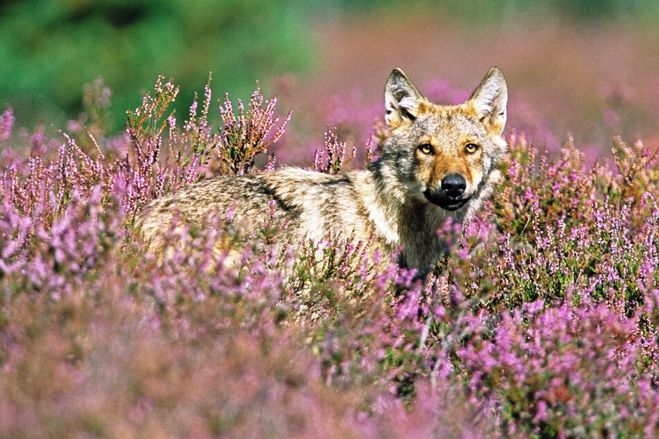 Seit 2011 ist in der Königsbrücker Heide ein Wolfsrudel mit acht bis zwölf Tieren heimisch geworden - Rehe stehen auf der Speisekarte ganz oben.