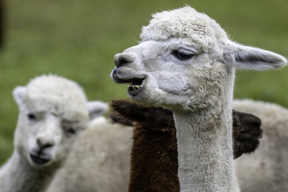 Innerhalb kurzer Zeit brachen drei Alpakas zusammen, nachdem sie von den noch unbekannten "Tierfreunden" gefüttert worden waren. (Symbolbild)