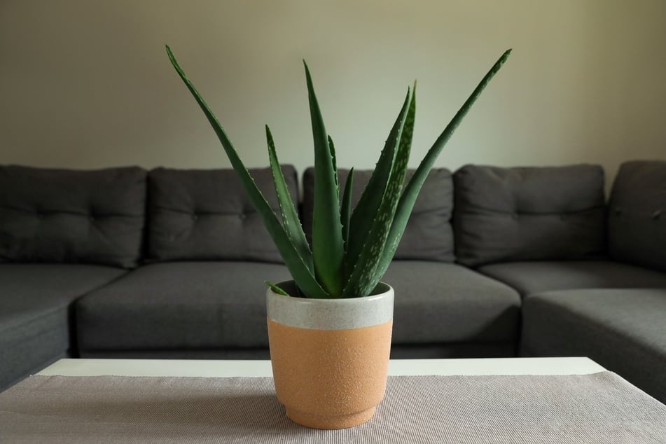 Aloe Vera ist nicht nur eine Heilpflanze. Sie trägt auch zu angenehmer Luft bei.