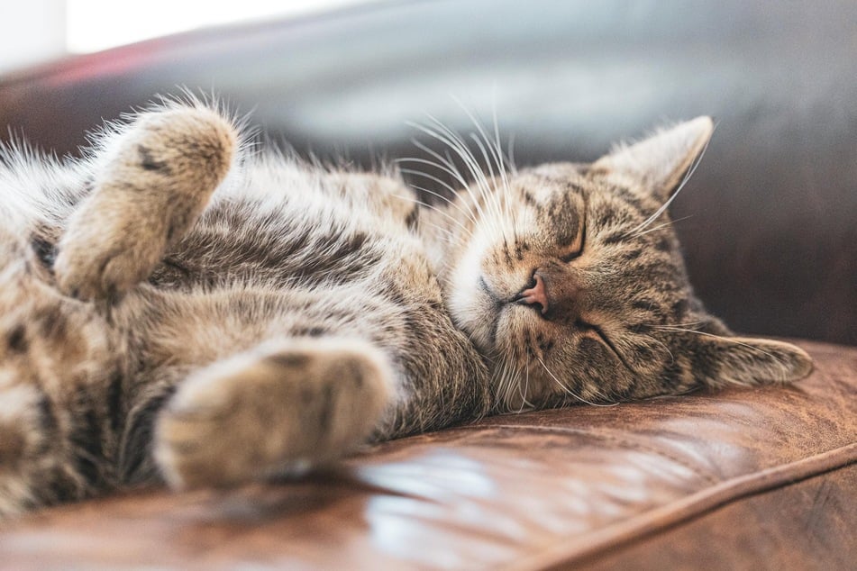 It is not uncommon for a cat to snore, but it can be a cause for concern.