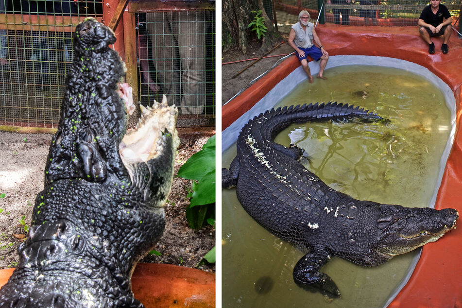 Größtes Krokodil der Welt wächst offenbar noch weiter!