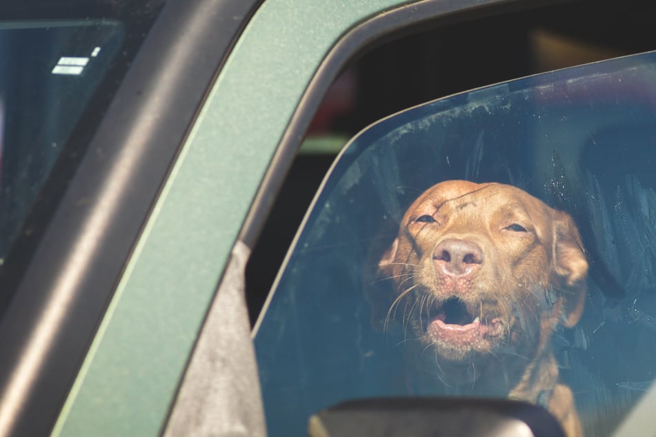 Bei 30 Grad in Auto eingesperrt: Hunde sitzen über eine Stunde in Hitze-Hölle fest!