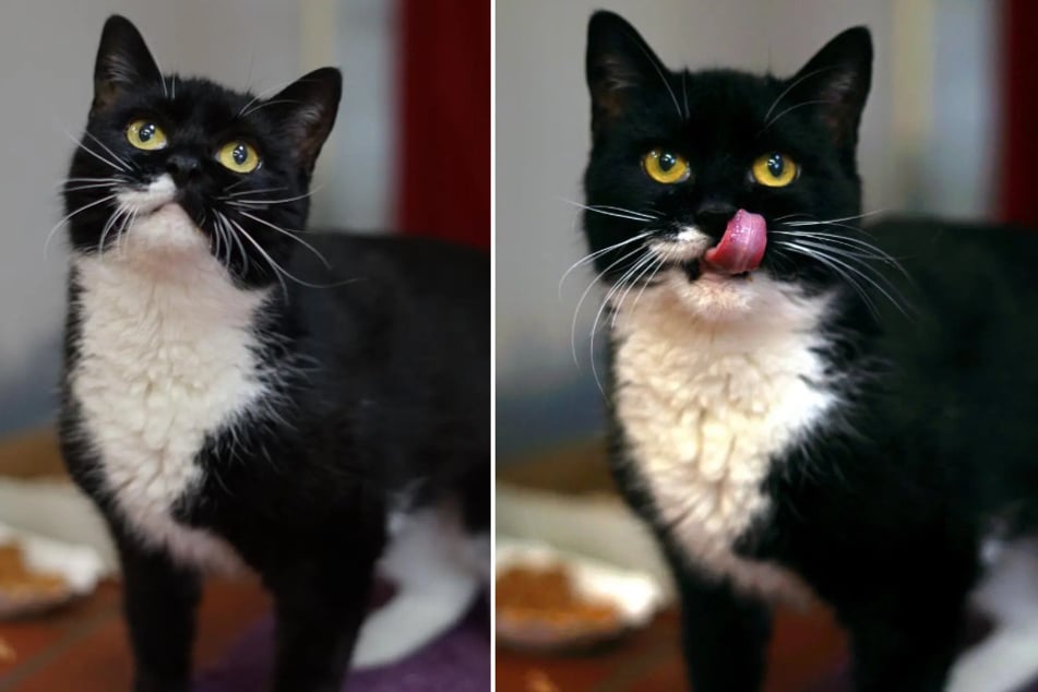 "Flippige Einzelprinzessin" sucht neues Zuhause: Kaum zu glauben, wie alt diese Katze schon ist!