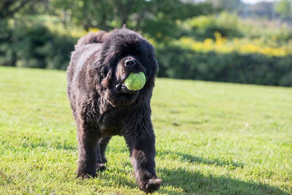 The Newfoundland is a big teddy bear, but it also loves to swim.