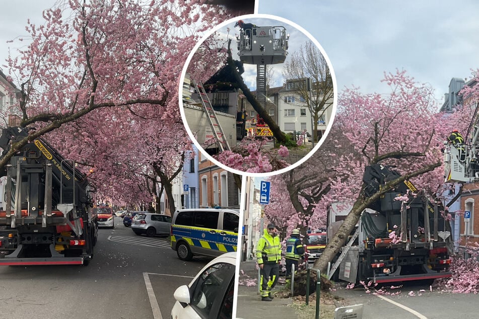 Lkw beendet Blütezeit: Prächtiger Kirschbaum entwurzelt