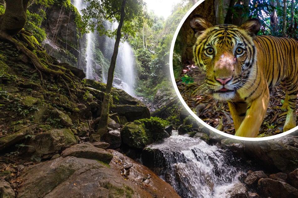 Fotograf gelingt Sensation: Wilder Tiger läuft vor die Kamera