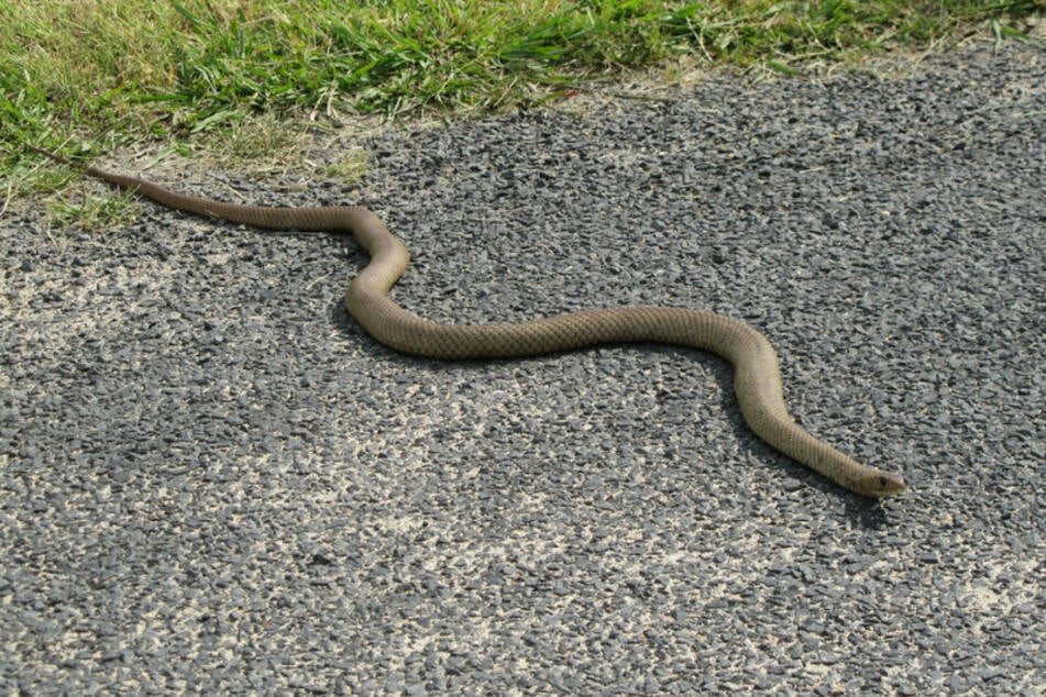 Mädchen entdeckt Schlange auf Wanderweg und greift nach ihr: Plötzlich beißt das Tier zu!
