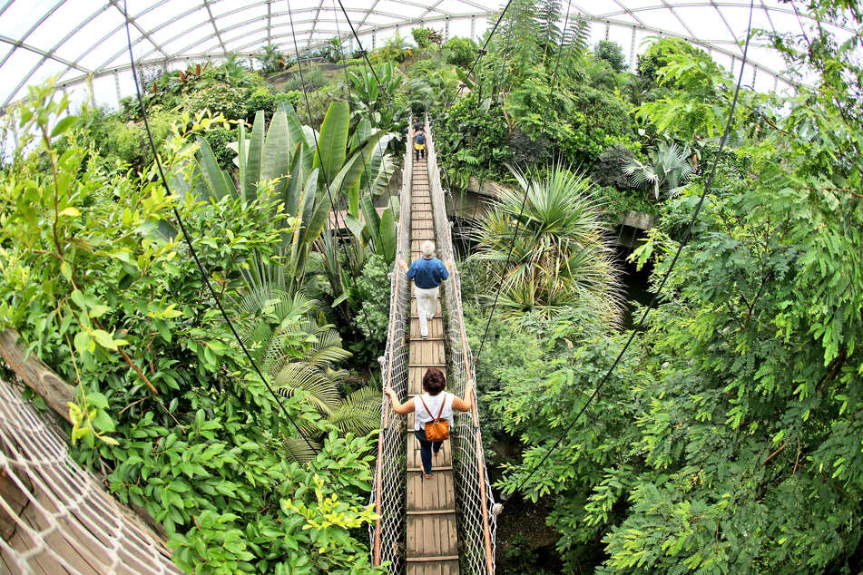 Die Fischkatzen sind im Gondwanaland untergebracht. Pfleger und Gäste hoffen sehnlichst auf Nachwuchs. (Archivfoto)