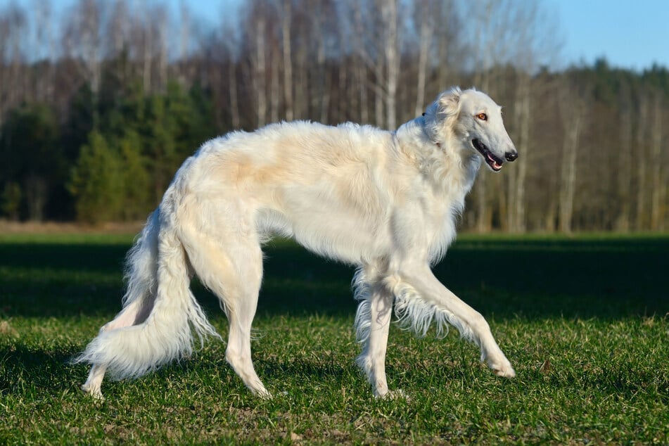 Wie es typisch für einen Windhund ist, zeichnet sich der Barsoi durch einen relativ schmalen Körper und lange Beine aus.