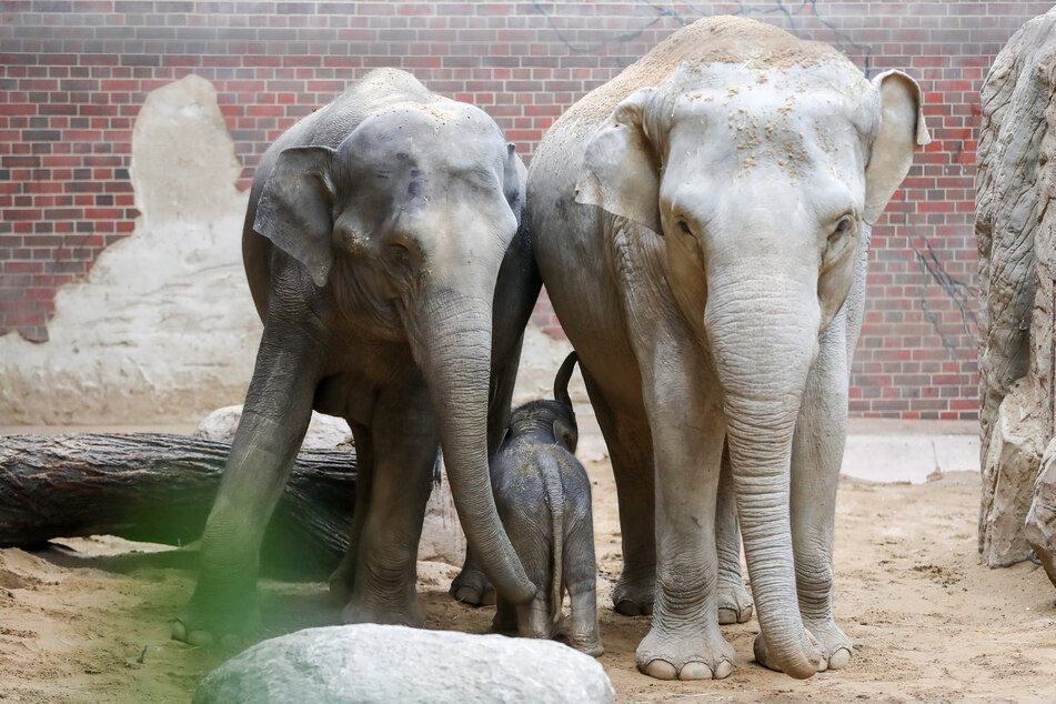 "Rani" (links) zusammen mit "Don Chung" im Leipziger Elefantenhaus. Zwischen den Dickhäutern werde ständig kommuniziert, hieß es nun bei "Elefant, Tiger & Co.".