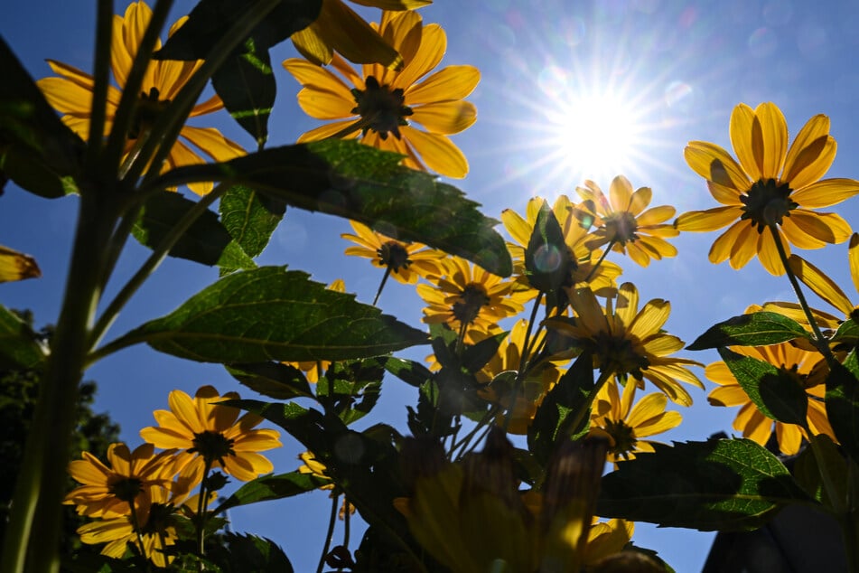 Am Wochenende erwartet die Hauptstadtregion zunächst viel Sonne.