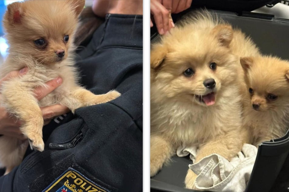 Polizei teilt süße Fotos von geretteten Hunden, doch dahinter steckt eine ernste Botschaft