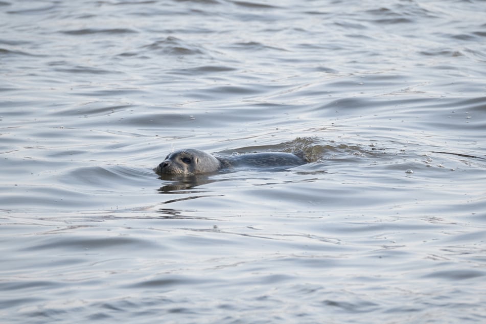 Der Seehund schwamm mitten in der Elbe.