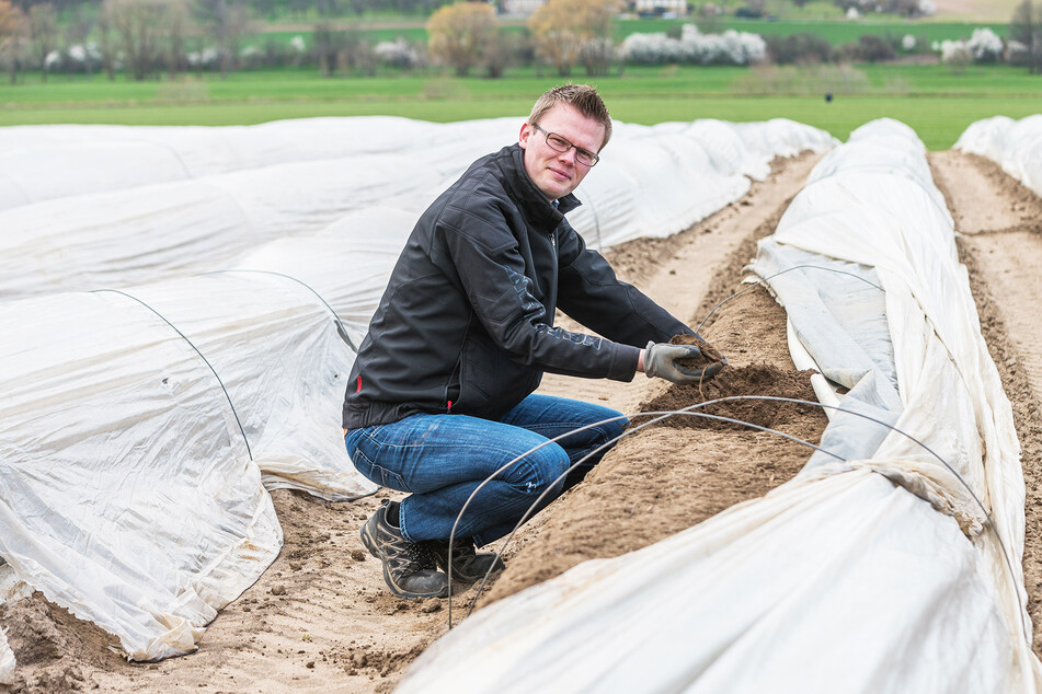 René Heidig bewirtschaftet zehn Hektar Spargelfelder. Er macht sich Sorgen um den Absatz.