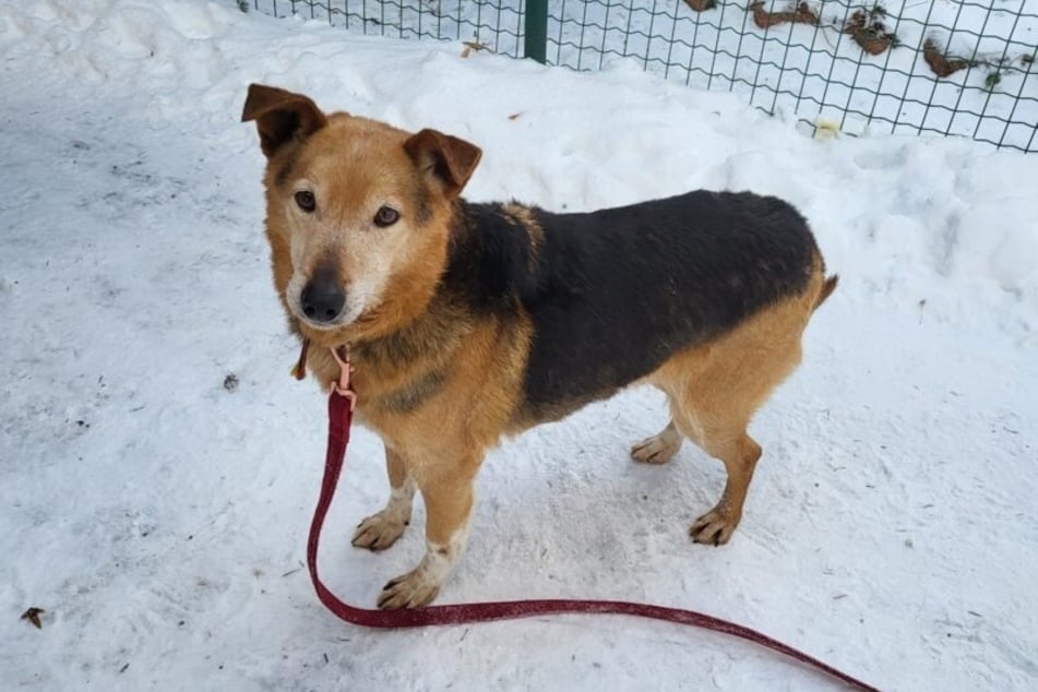 Bax (6) hat fast sein ganzes Leben in einem polnischen Tierheim verbracht.
