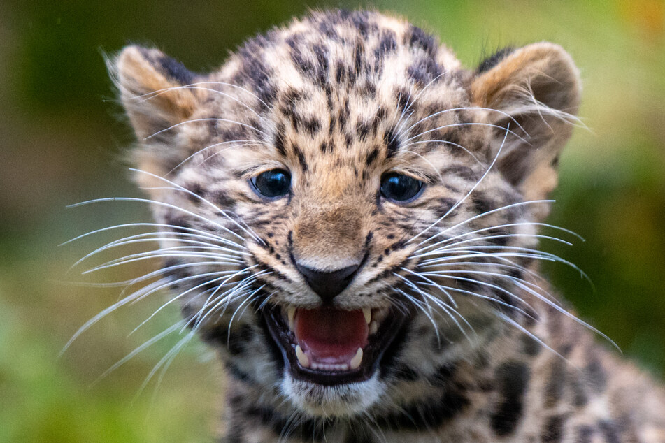 Amurleoparden-Jungtier Manju ist inzwischen alt genug, um den Zoo Leipzig zu erkunden.