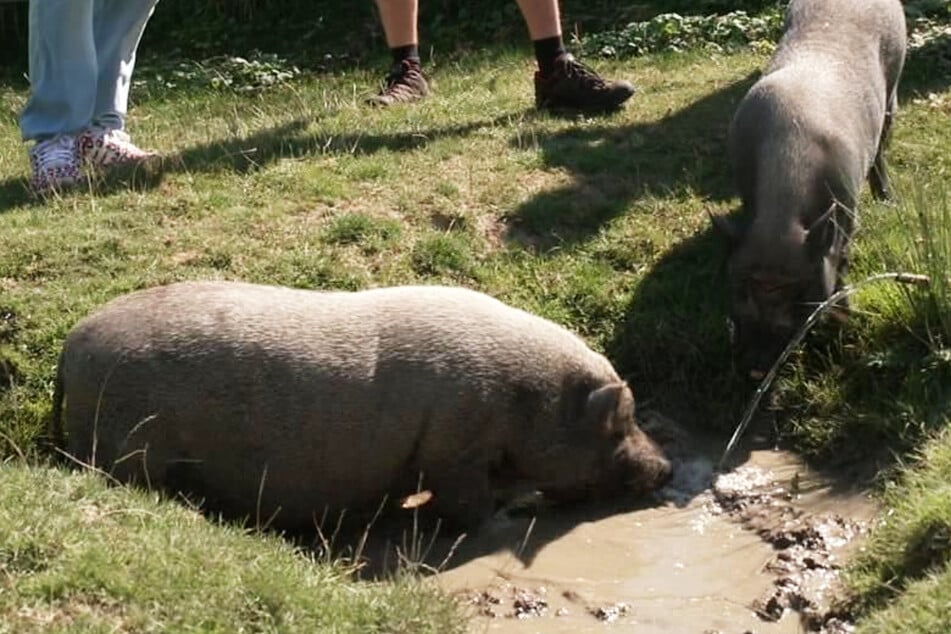 Die beiden Mini-Schweine "Frieda" und "Mylo" leben auf dem Areal des "Tierhafens" in Bad Karlshafen.