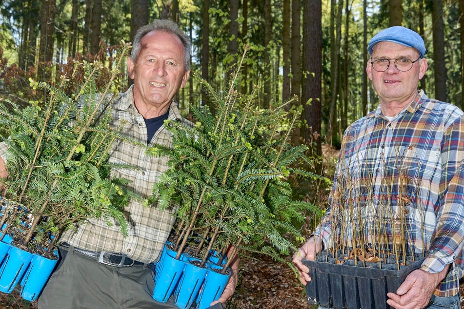 Vier sächsische Unternehmen, 4000 Bäume: Buchen und Tannen gegen den Borkenkäfer