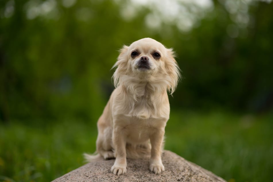Der Chihuahua musste in Folge der Attacke in eine Leipziger Tierklinik gebracht werden. (Symbolfoto)
