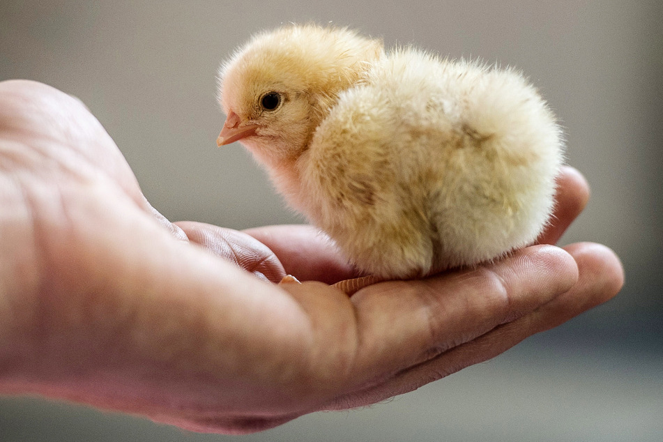 Ein männliches Hühnerküken sitzt auf einer Hand.