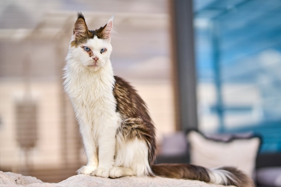 Zukünftig soll man sich auch gemeinsam mit der Asche seines geliebten Haustieres beisetzen lassen können. (Symbolfoto)