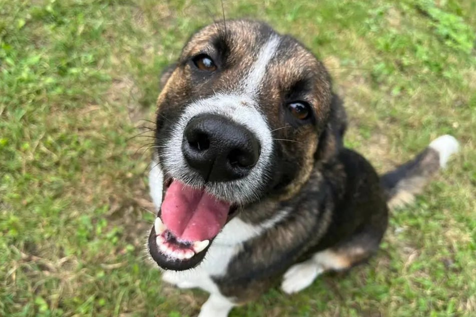 Der Hund ist bereits zum dritten Mal im Tierheim untergebracht.