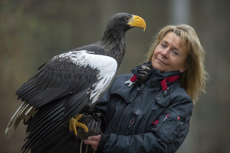 Die Falknerin Carola Schossow hat bestätigt, dass Riesenseeadler "Grobi" im Zoo in Budapest auf seinen Rücktransport nach Remscheid wartet.