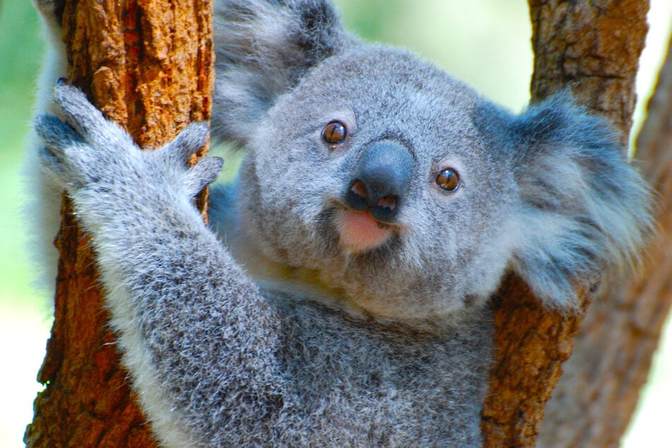 Koalas are catching chlamydia at an unbelievable rate, with very few chlamydia-free populations remaining.