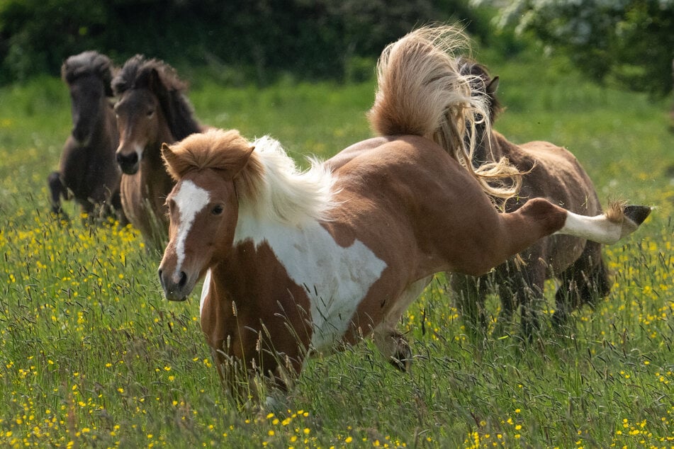 Beinahe hätten Pferde Wilde zertrampelt. (Symbolfoto).