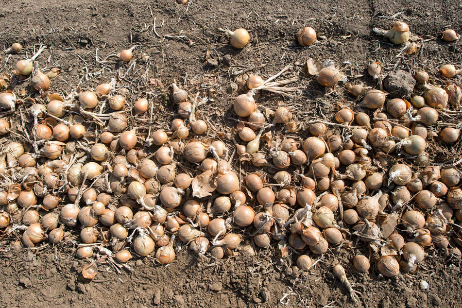 In Thüringen wurden im vergangenen Jahr rund 10.200 Tonnen Freilandgemüse geerntet. (Archivfoto)