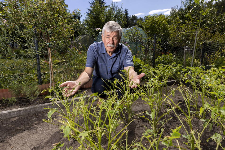 Die Ernte ist in diesem Jahr hin: Siegmund Organistka (72) hat in knapp 60 Jahren Gartengeschichte so etwas noch nicht erlebt.