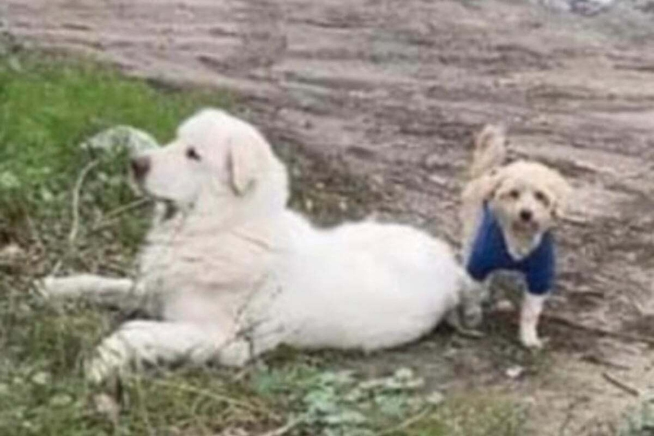 Stand by me: Dog hit by car gets helping paw from her loyal little friend