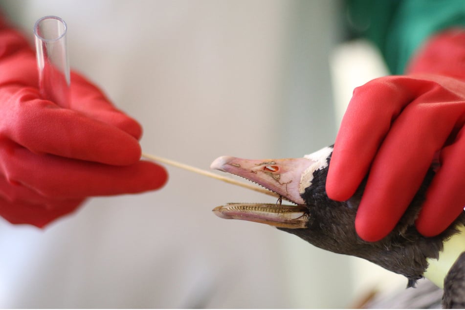 Einer Gans mit Verdacht auf Vogelgrippe wird eine Probe entnommen.