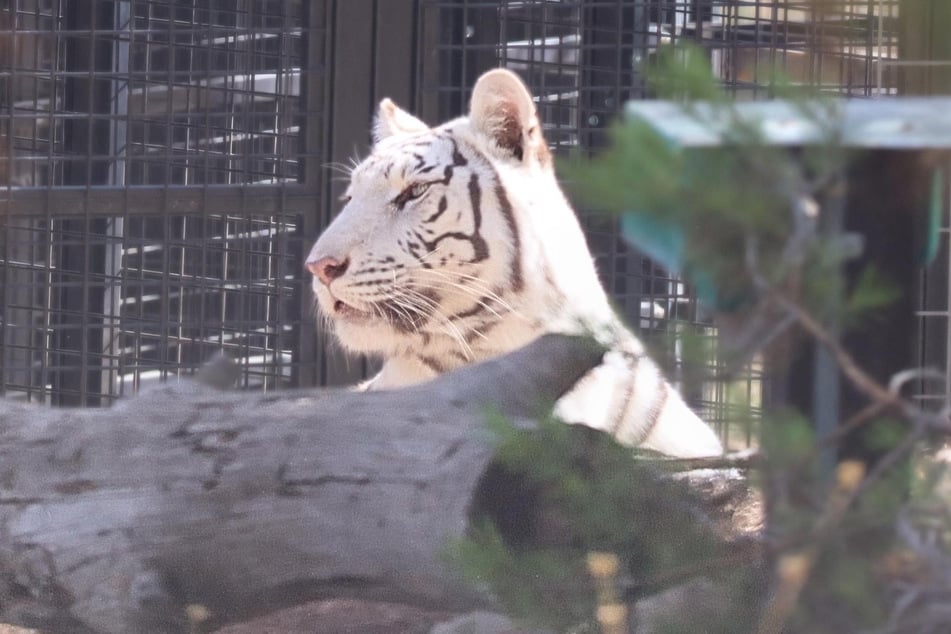 Leipzig: Nach fast acht Wochen: In Sachsen weggenommene Tiger dürfen endlich unter freien Himmel
