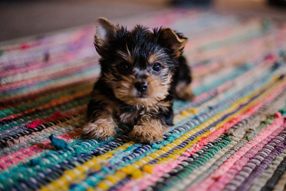 Having a warm, cozy place to hang out after bath time is better for your dog than drying them off with the blow-dryer.