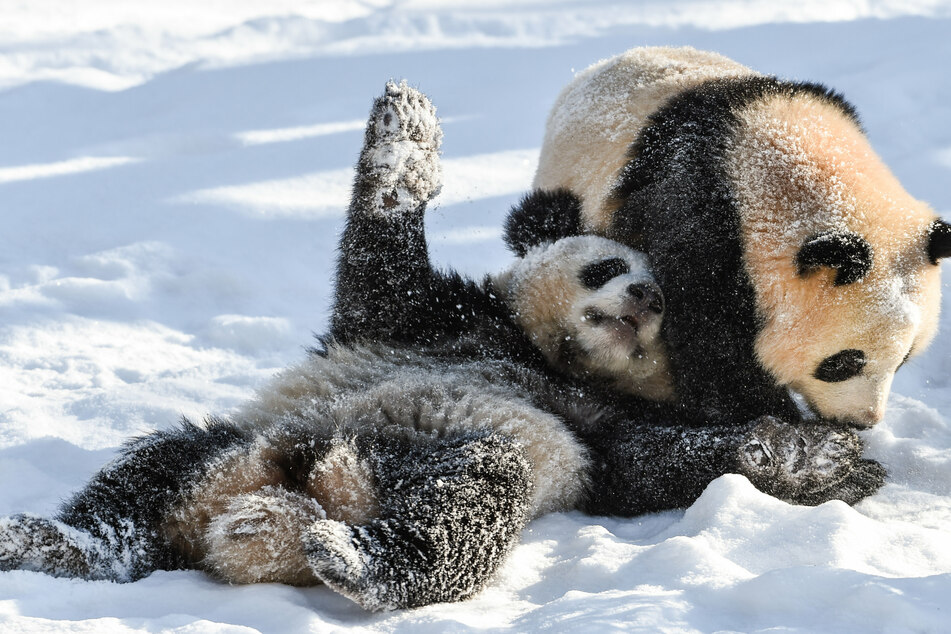 Die Pandabären-Geschwister Paule (r.) und Pit spielen im Februar 2021 in ihrem Gehege im Zoo Berlin im Schnee.