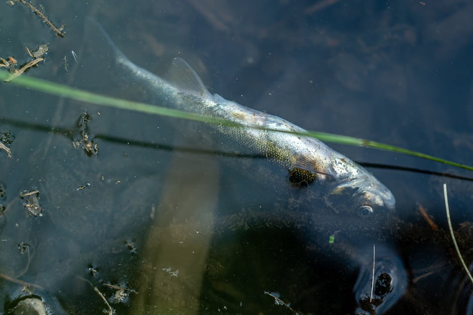 20 bis 30 tote Fische wurden bislang entdeckt.