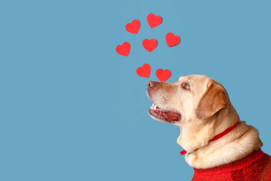 Tierische Liebe kann zu stürmischen Begrüßungen von Hunden führen.