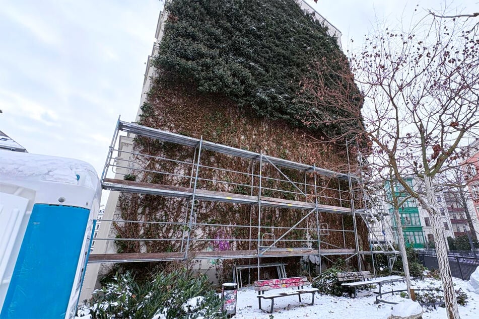 Am vergangenen Mittwoch hatte man Leipzigs älteste Fassadenbegrünung zerstört.